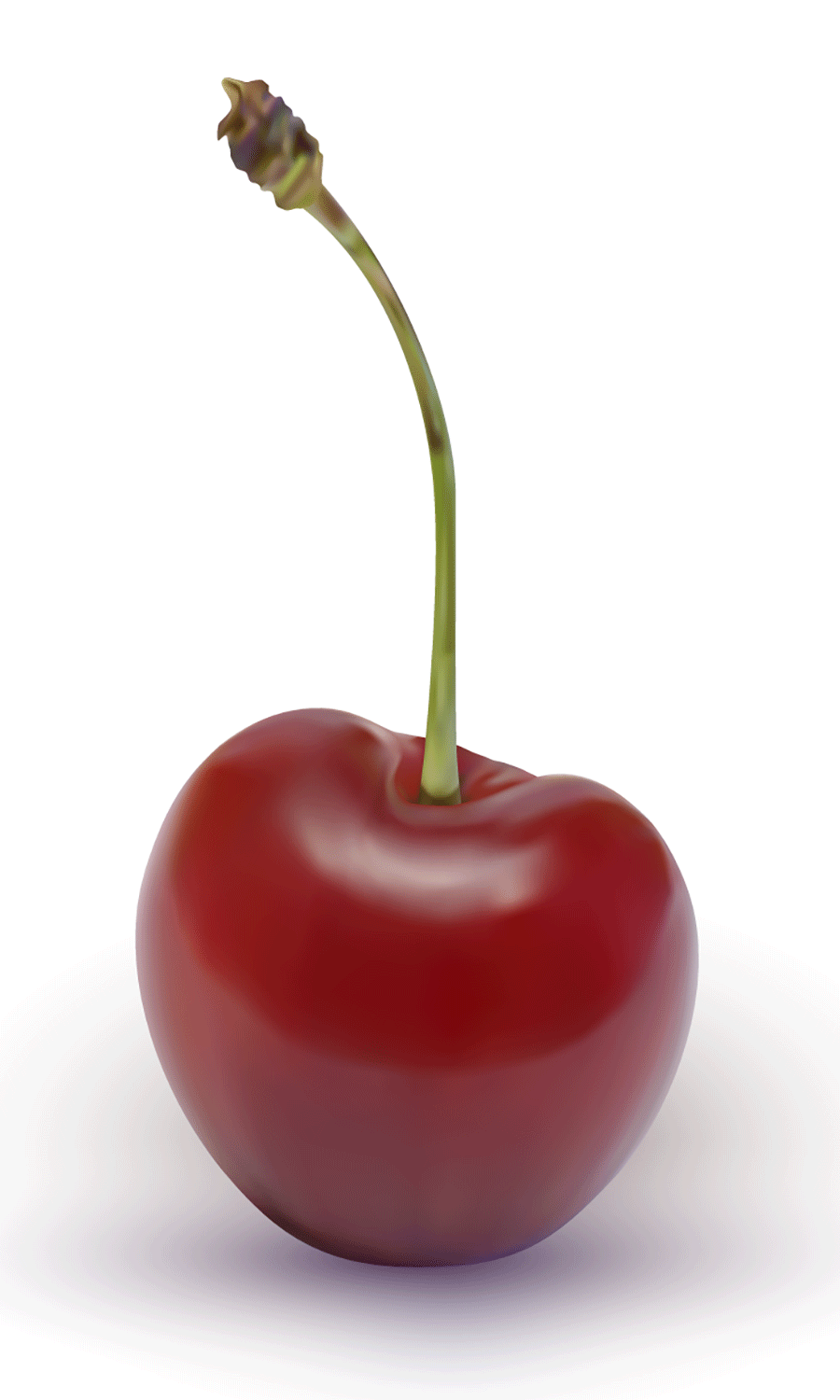 Cherry illustration